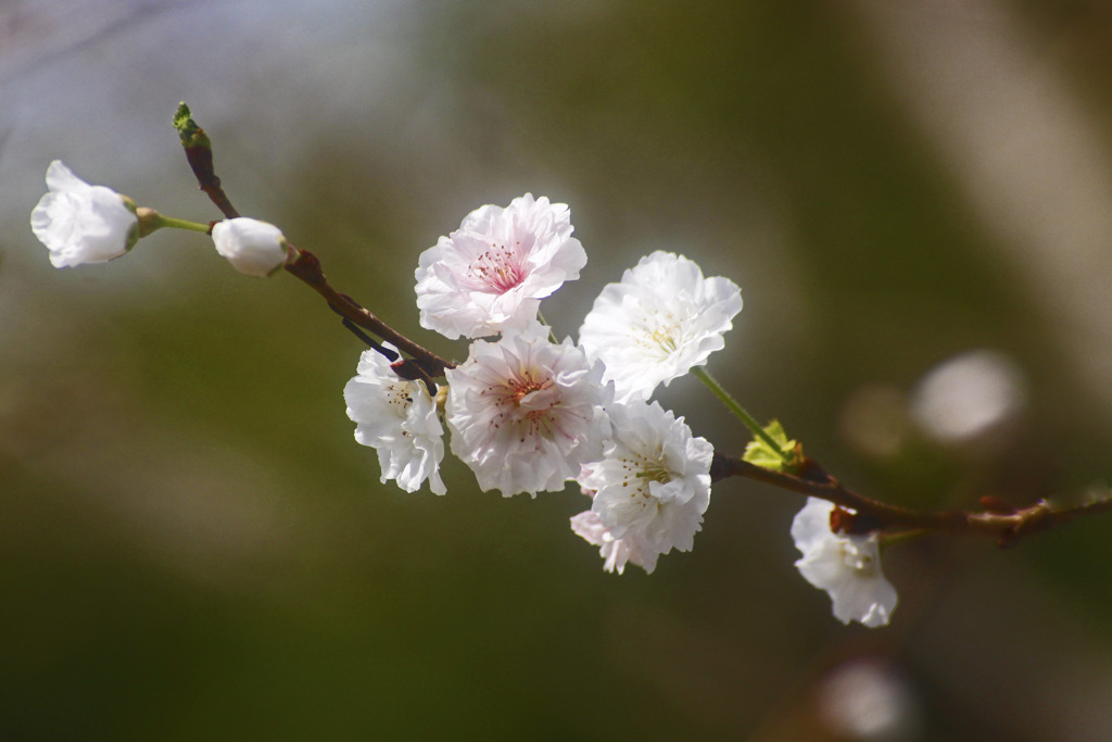 十月桜の希望