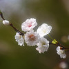 十月桜の希望