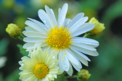 水も滴る…今日も元気！