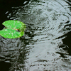 水様-105／Circles of a water lily & ripples