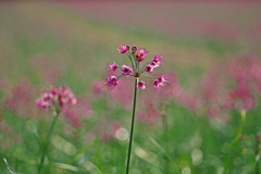 らっきょうは花もかわいい