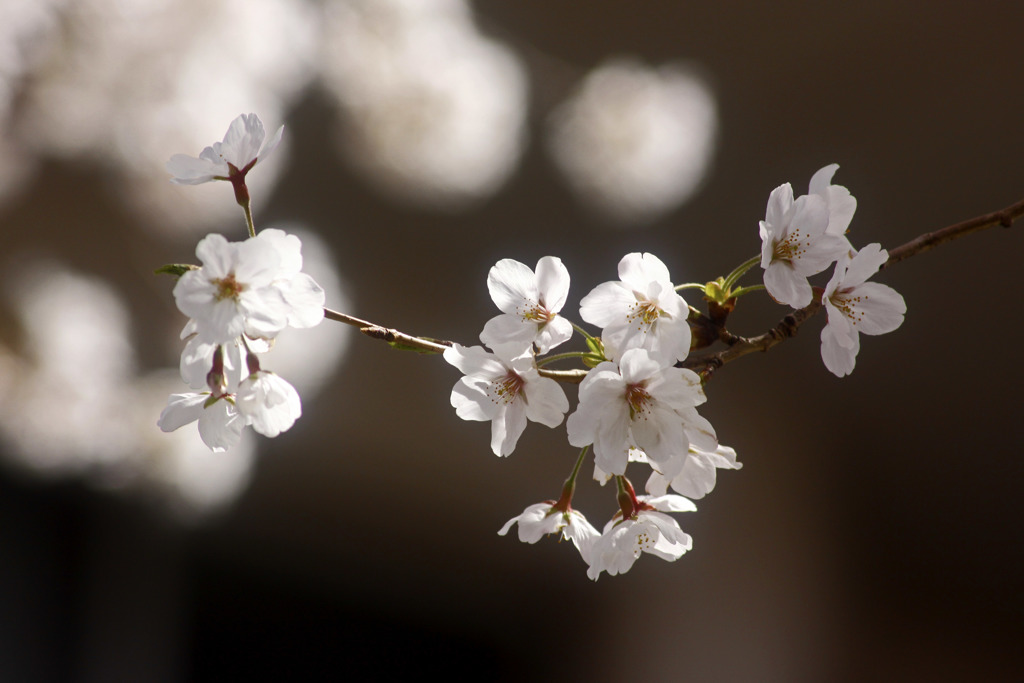 影に浮かぶ白桜