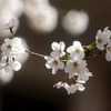影に浮かぶ白桜