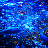 水様-93／Movement by bubbles and fish