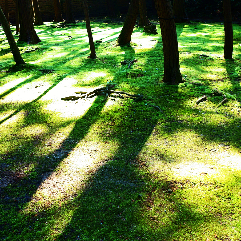 影-75／Shades and shadows of trees