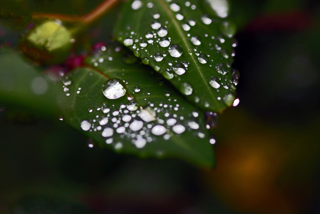 梅雨のひととき