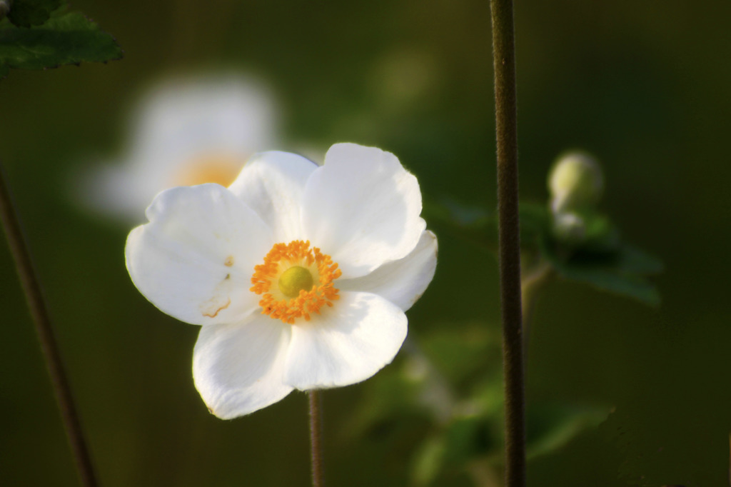 白花-1