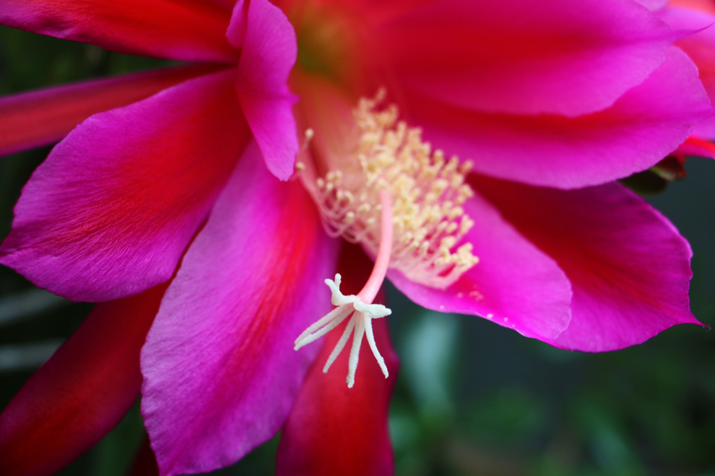 南国の花