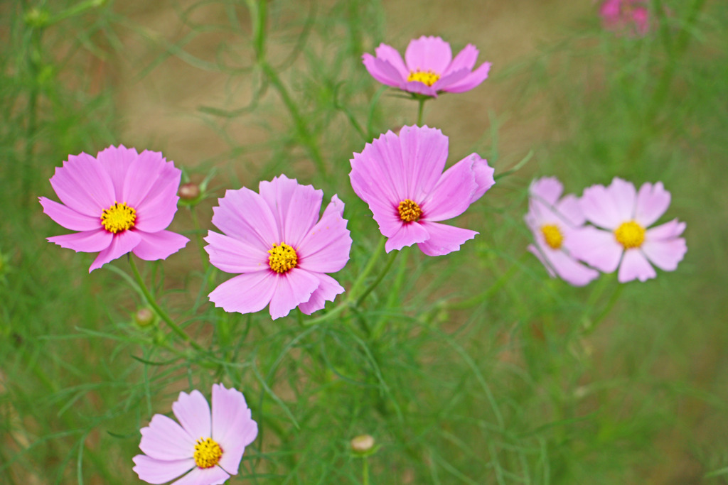 強くても可愛く