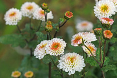 私が育てたんだよ～