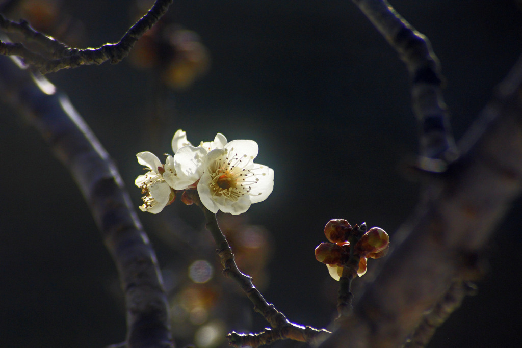 出会いの森