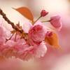 ボタン桜-1