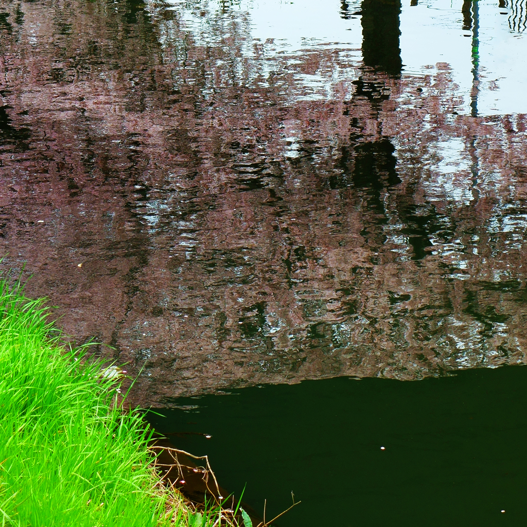 水様-118／Cherry blossom of the water