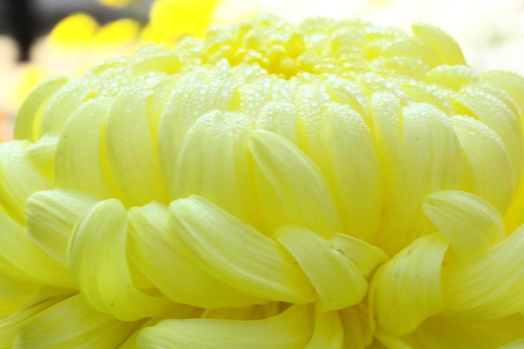 大菊の花-1