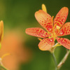オレンジの花-1
