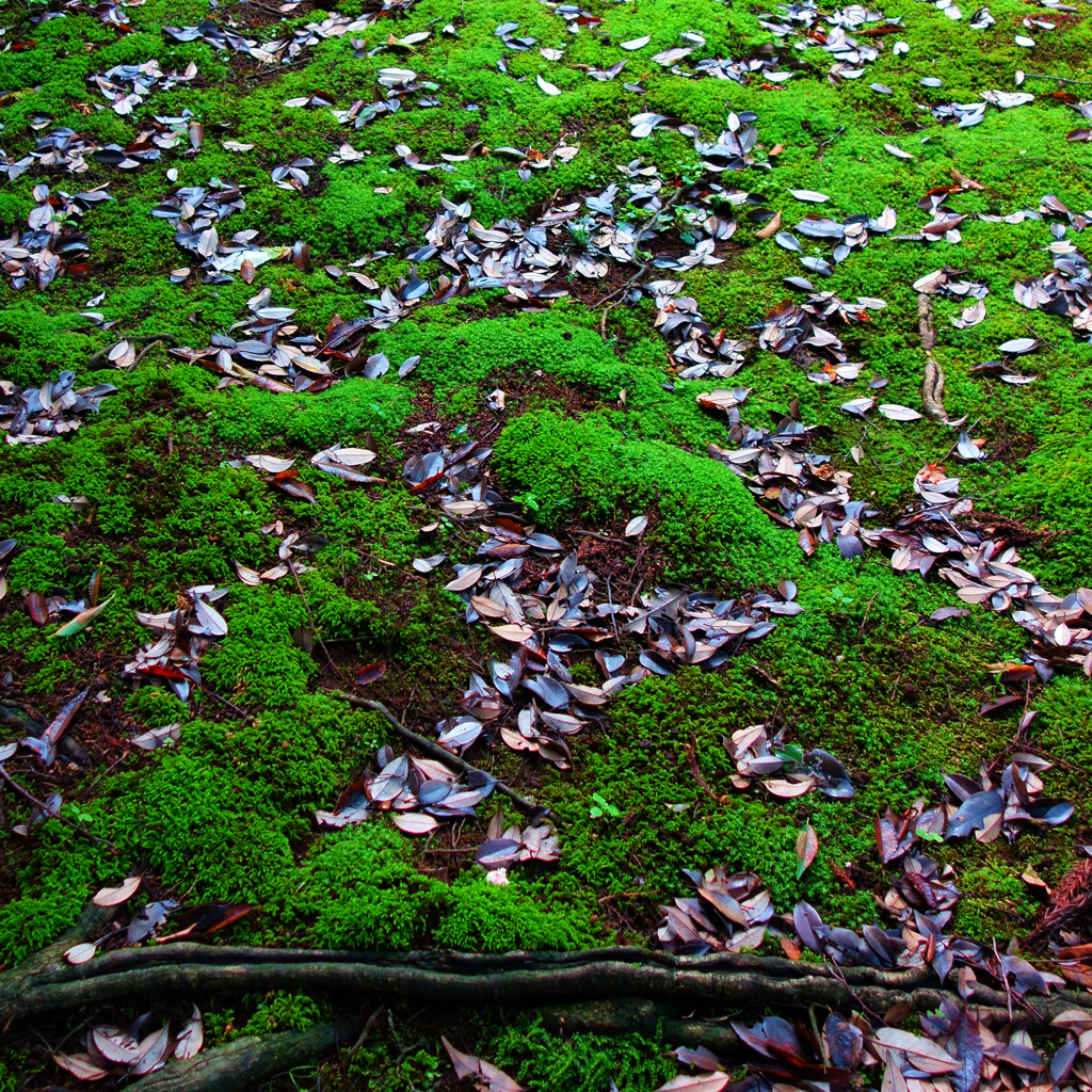 構成-205／苔の窪みへ