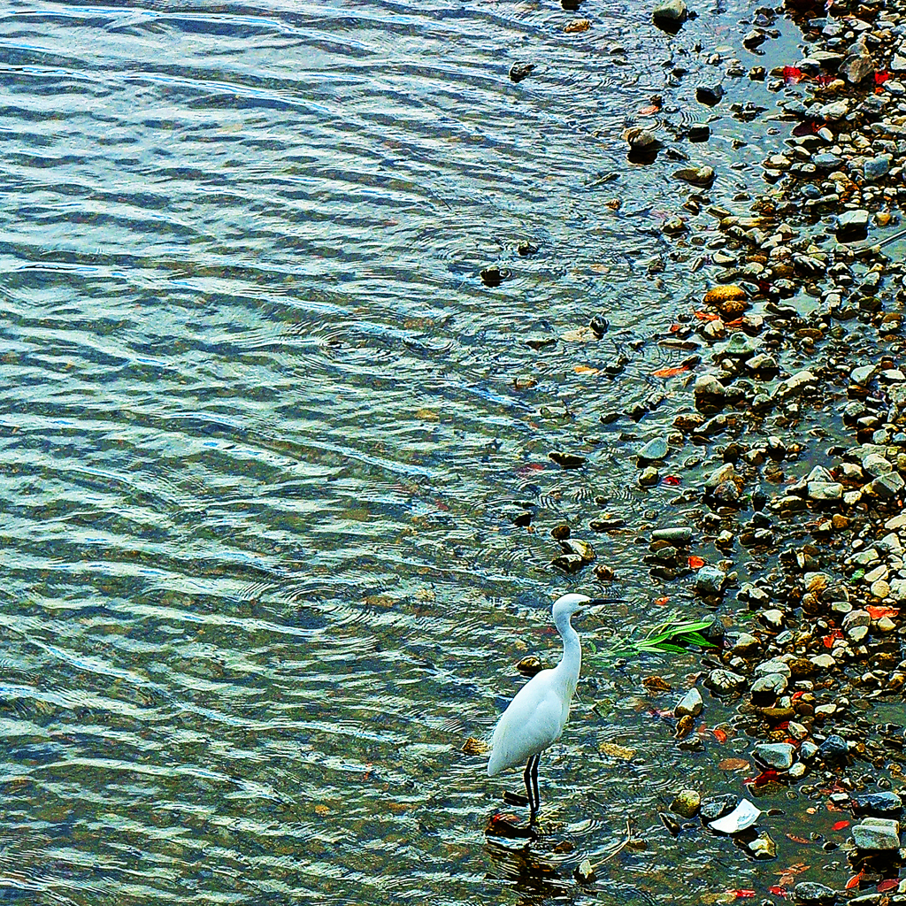 水様-86／Ripples and stones and bird