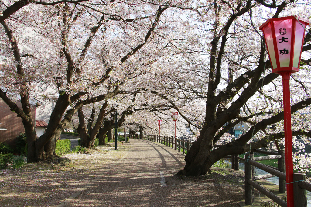 無人の花見