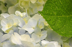 梅雨と紫陽花