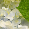 梅雨と紫陽花