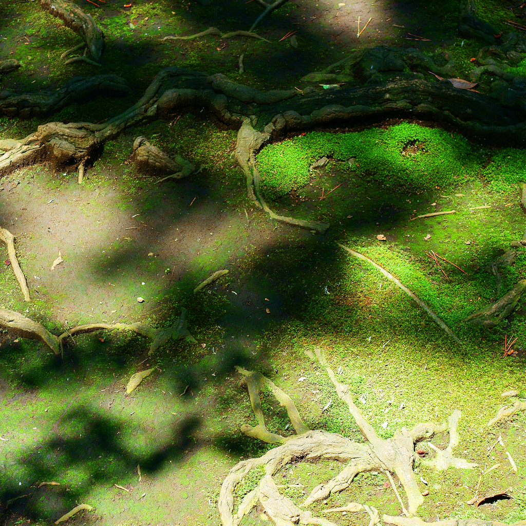 構成-71／Overlapping of shadows & roots