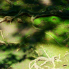 構成-71／Overlapping of shadows & roots
