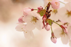 柔らかな桜