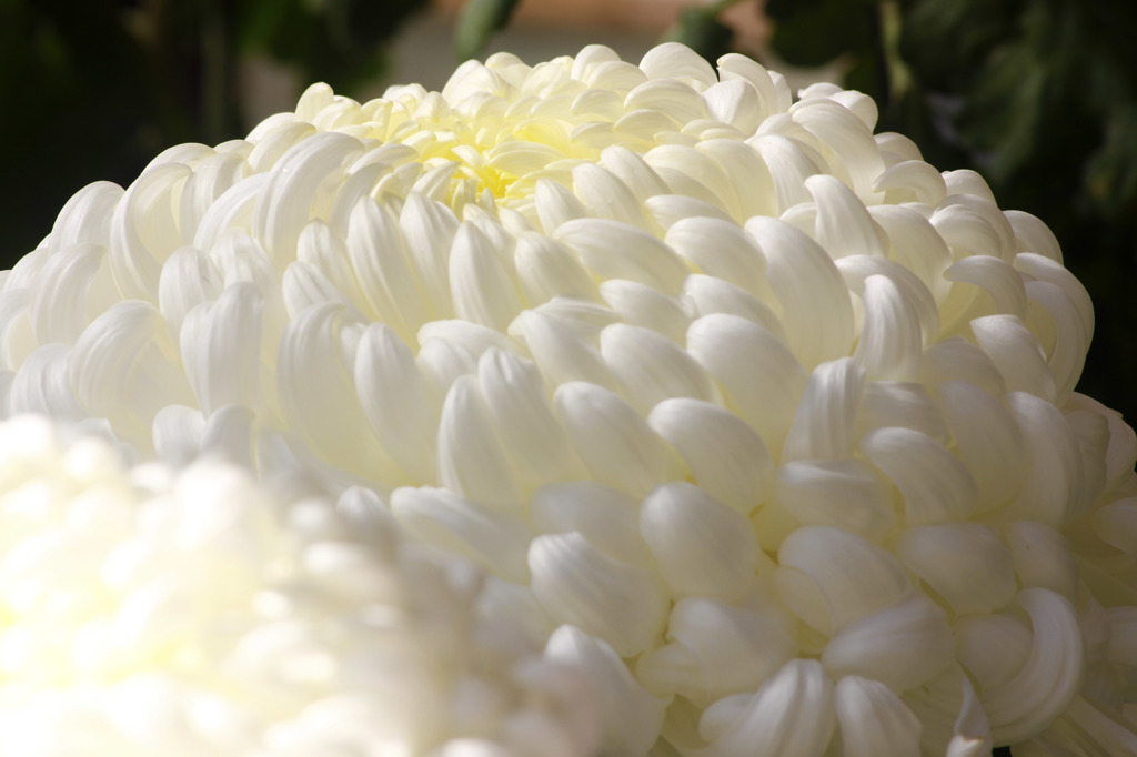 菊の花-1