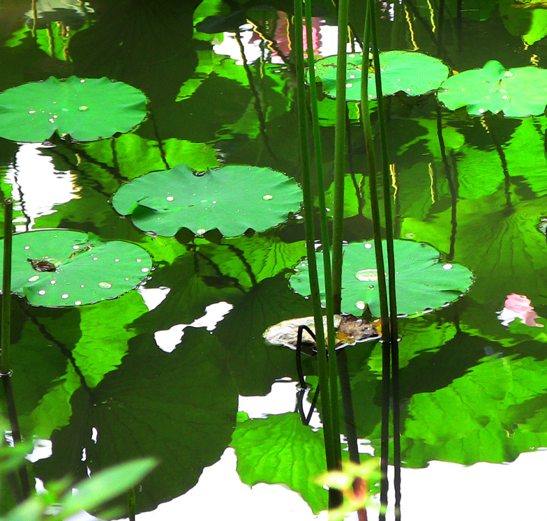 積層-60／Lotus and water lily