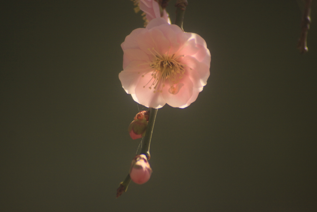ただ真っすぐに