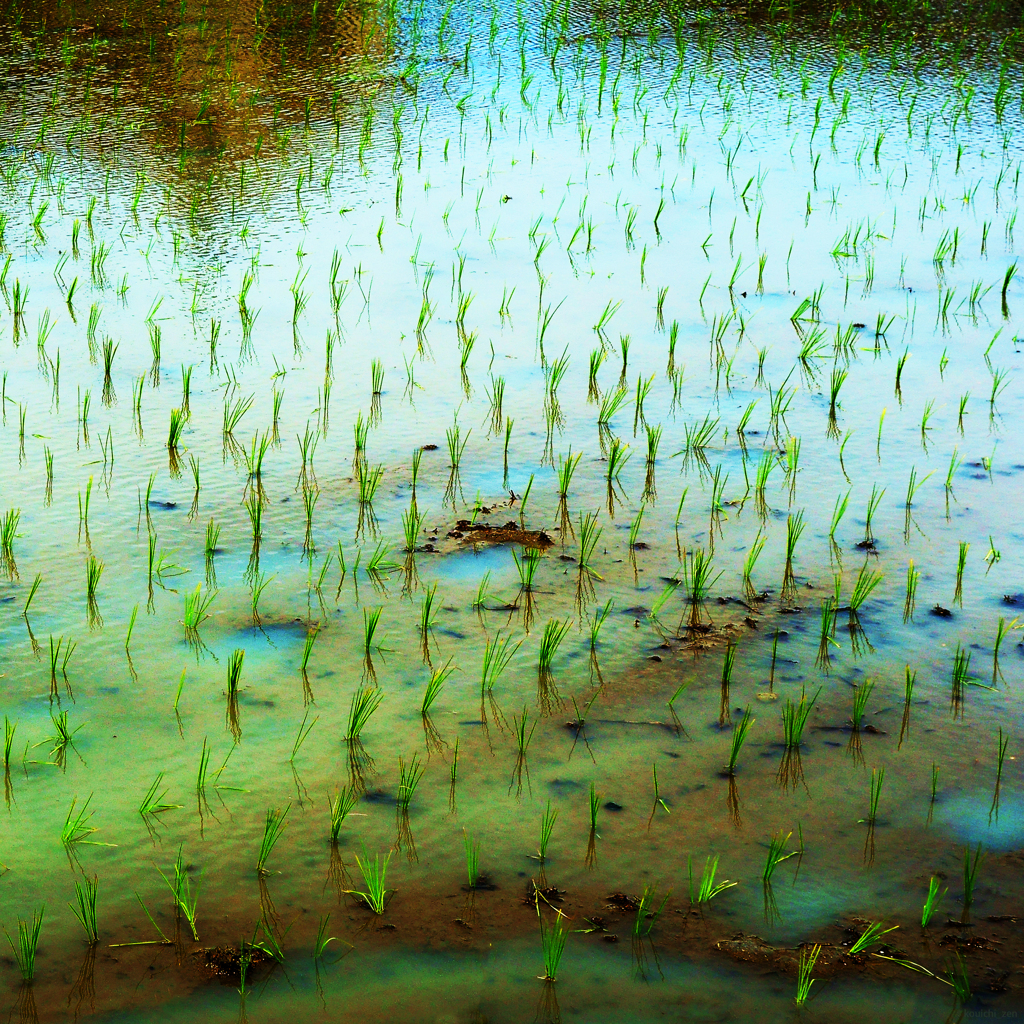 水様-125／Orderly leaves in water