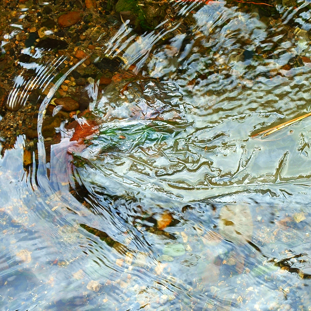 水様-163／神秘魚の遊泳
