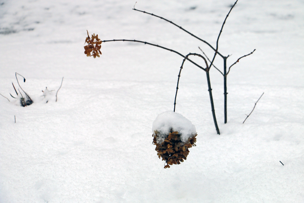 積雪の枝