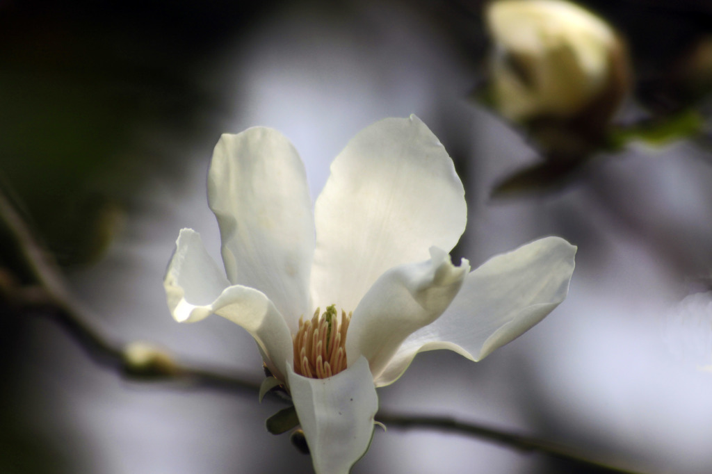 こぶしの花-2