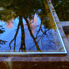 水様-307／切り取られた樹影