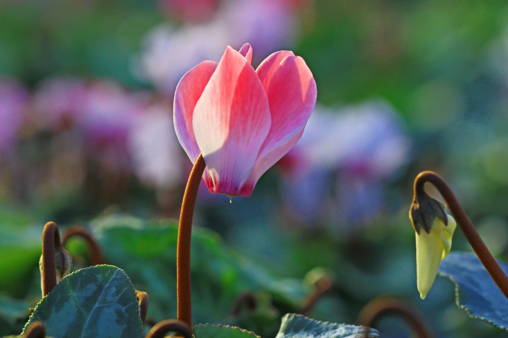 恥ずかしがり屋のシクラメン