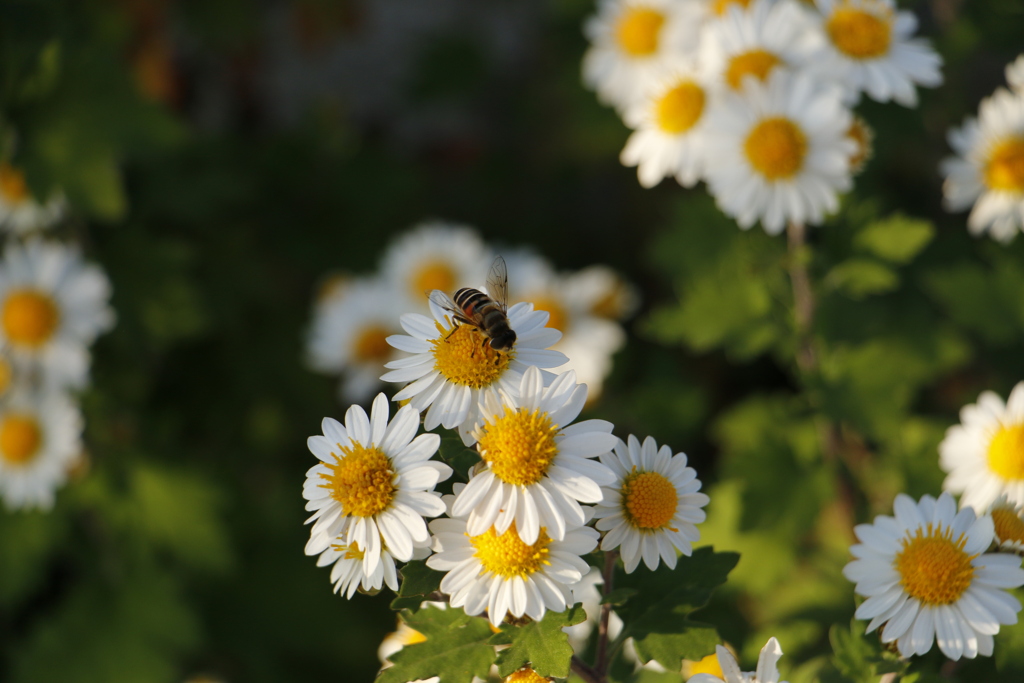 この花、おいしい