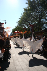 白鷺の舞　浅草寺にて