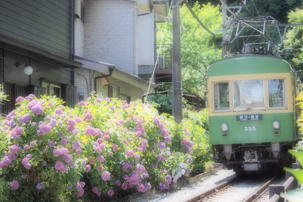 江ノ電と紫陽花