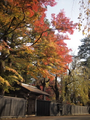 秋の風景②