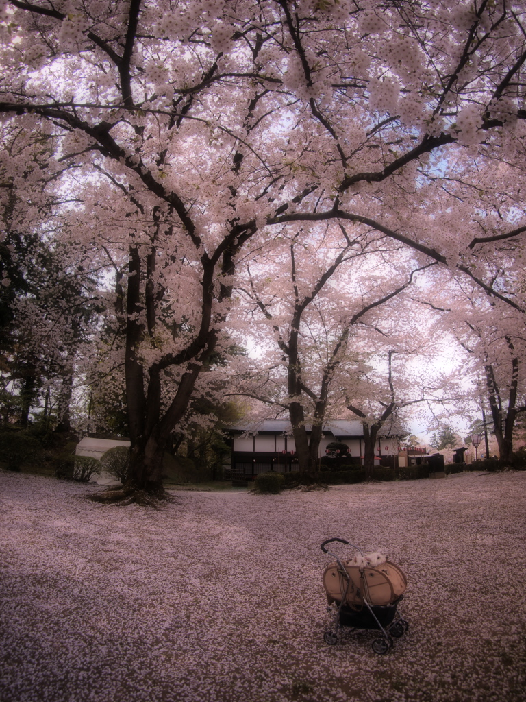 桜の中をゆく…