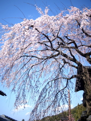 枝垂れ桜