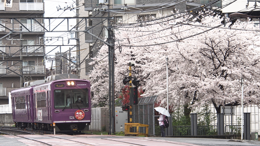 雨と桜。そして嵐電