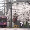 雨と桜。そして嵐電