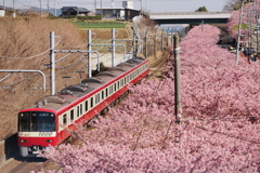 三浦海岸 - 三崎口 河津桜