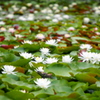 開花