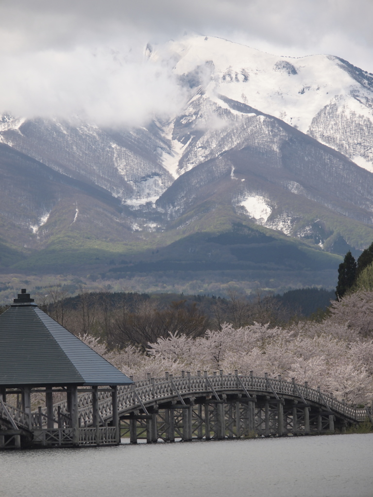 残雪と桜とアーチ橋①