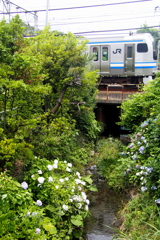 横須賀線と川辺の紫陽花