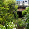横須賀線と川辺の紫陽花