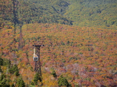 紅の森2013